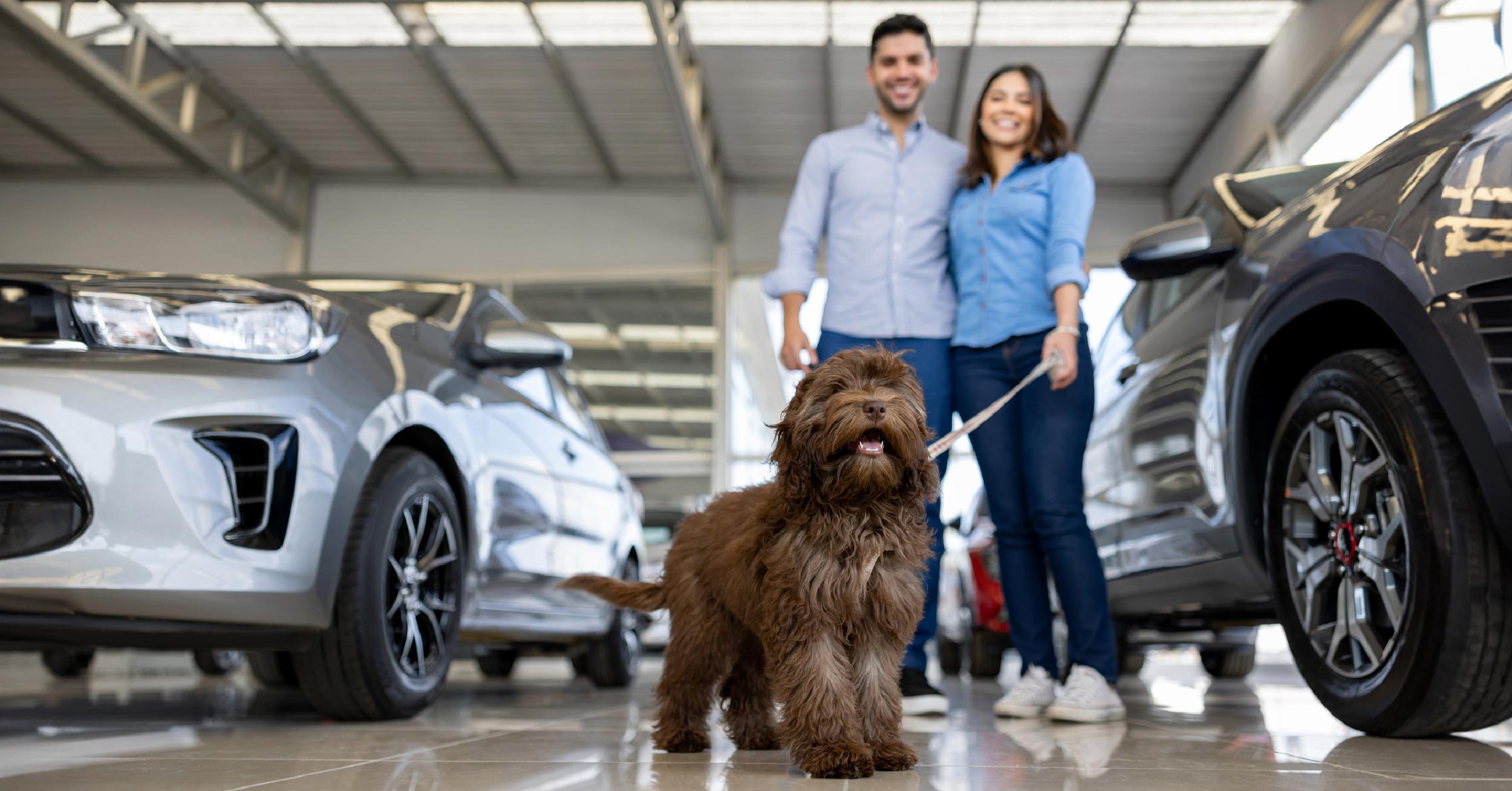 adopt a dog in a dealership